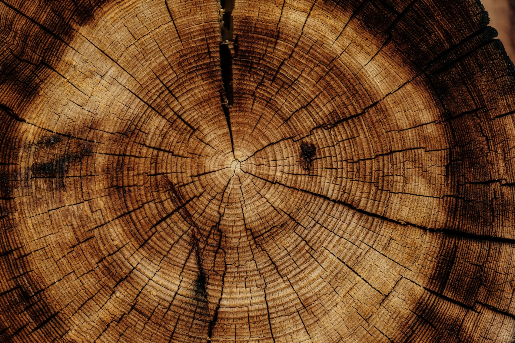 Querschnitt eines Baumes mit braunen, schwarzen und beigen Farbtoenen, natuerliche Holzstruktur sichtbar